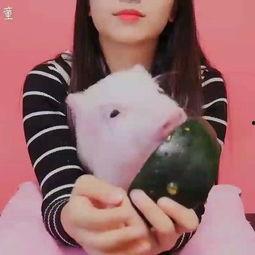 吃猪瓜娱乐,揭秘娱乐圈的欢乐与泪水